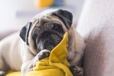 Close-up of pug at home