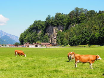 Cows in a field