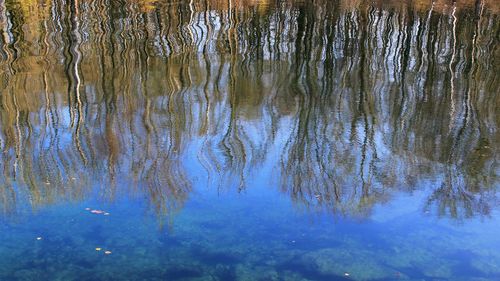 Full frame shot of plants in lake