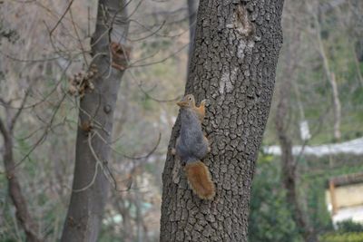 Squirrel on tree trunk