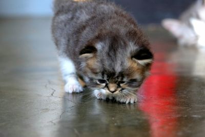 Close-up portrait of a cat drinking water