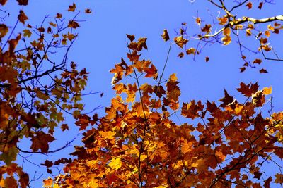 Low angle view of autumnal leaves against blue sky