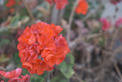 Close-up of red rose flower