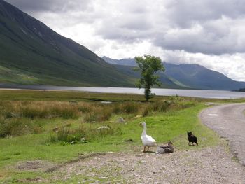 Swan perching on lake by mountains against sky