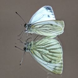 Close-up of butterfly on flower