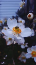 Close-up of white cherry blossom