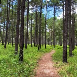 Footpath amidst trees in forest