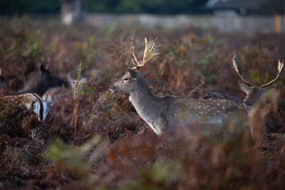 Deer in a field