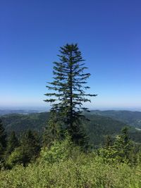 Pine tree in forest against clear blue sky