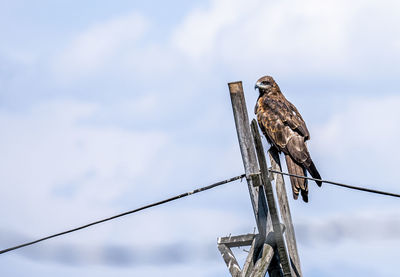 Low angle view of bird perching on cable against sky