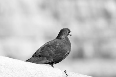 Side view of pigeon perching on retaining wall