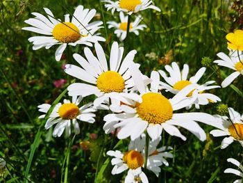 Close-up of white daisy flowers