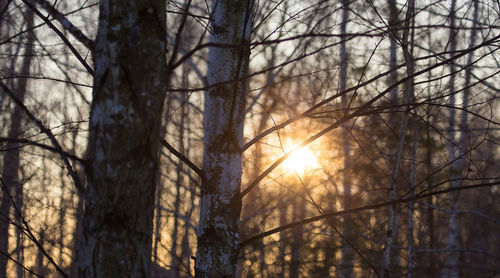 Sunlight streaming through trees in forest during sunset