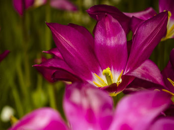 Close-up of pink flowers