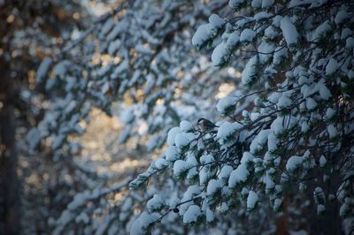 Close-up of snow covered tree