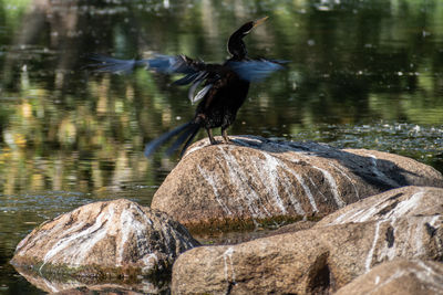 Australasian darter anhinga novaehollandiae shaking water off its wings on a rock by a lake