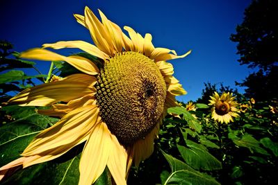 Close-up of sunflower