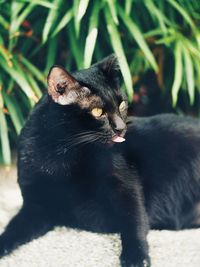 Close-up of black sitting outdoors