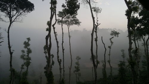 Trees growing in forest against sky