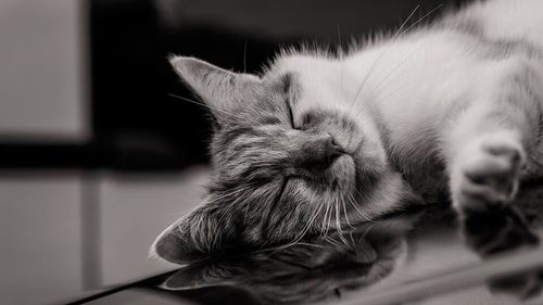 Close-up of cat