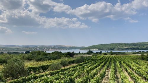 Scenic view of agricultural field against sky