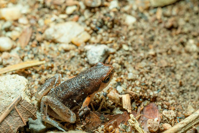 Close-up of insect on rock