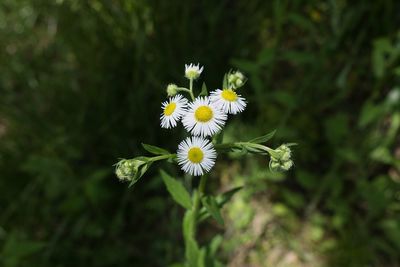 Close-up of white flowering plant