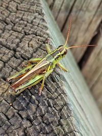 High angle view of insect on wood