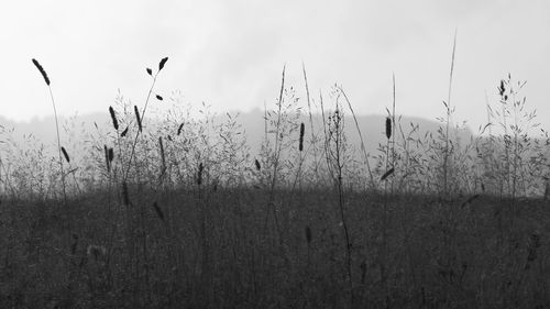 Plants growing on field against sky