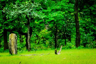 Trees in forest