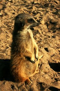 animal