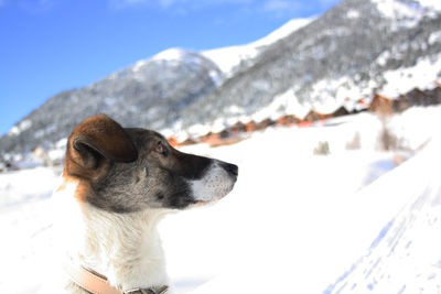 Close-up of dog during winter