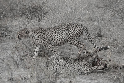 View of a cat on field