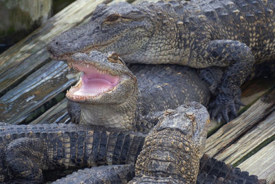 Close-up of alligator in zoo, alligator farm