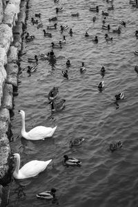 High angle view of swans swimming in lake