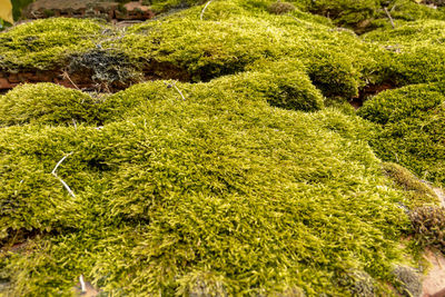 High angle view of moss growing on land