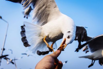 Close-up of hand feeding seagull