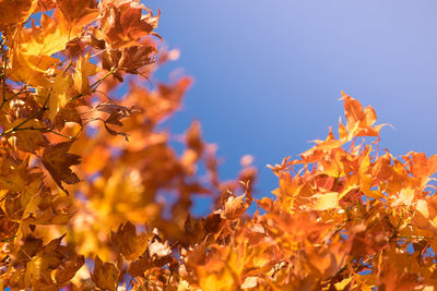Close-up of yellow maple leaves against sky