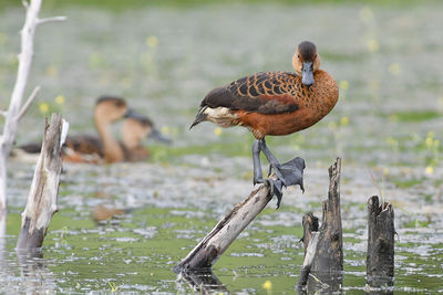 Bird perching on lake