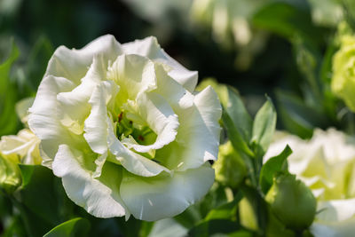 Close-up of white flowering plant