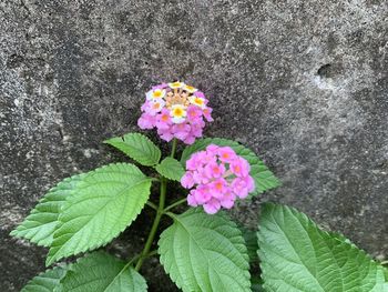 High angle view of pink flowering plant