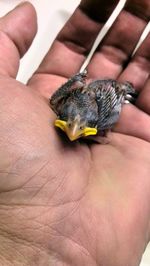 Cropped image of hand holding young bird