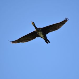 Low angle view of eagle flying against clear blue sky