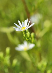 Close-up of white flower blooming outdoors