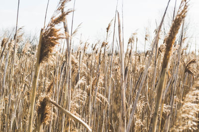 Close-up of wheat growing on field against sky