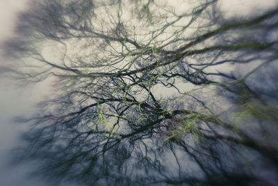 Low angle view of bare trees against sky