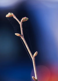 Close-up of fresh green leaf