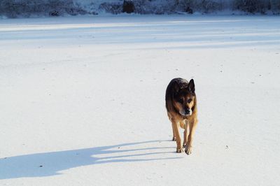 Dog on sand at beach