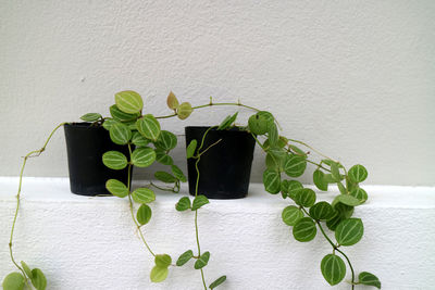 Potted plant against white wall