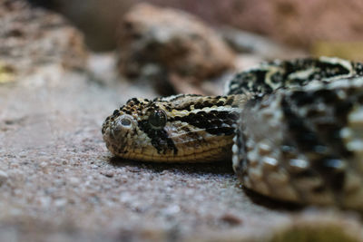 Close-up of snake